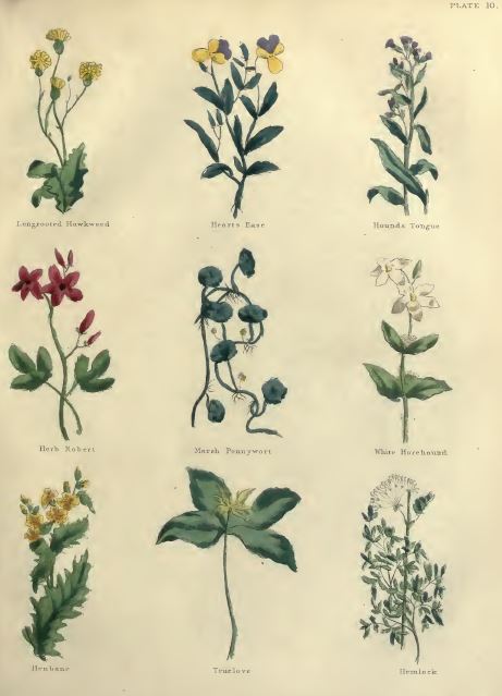 Vintage Herbal Remedies, Herbs Herbalism, Homeopathic Medicines 96 ...